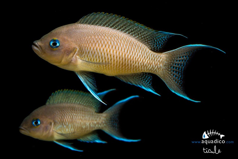 Neolamprologus marunguensis